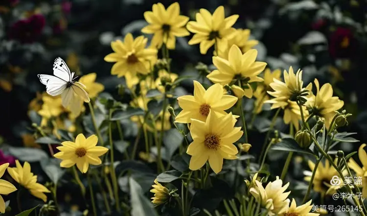 陶醉在金珠花海